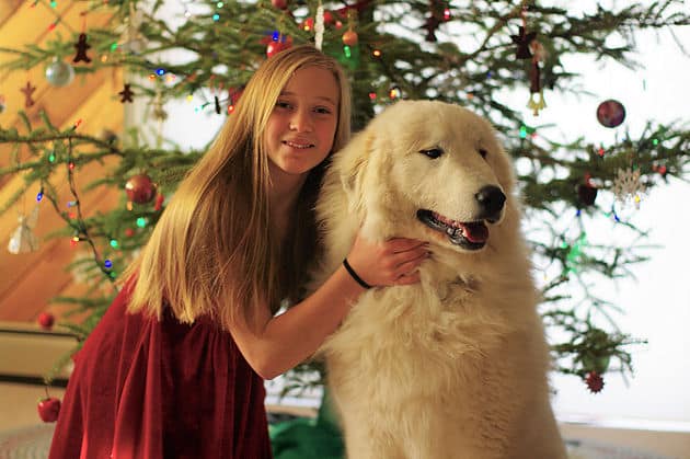 Great Pyrenees MN Dog | Up North Pyrenees