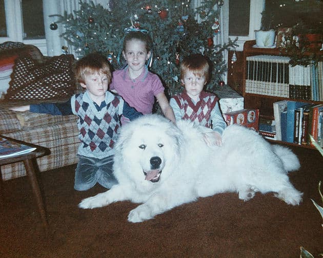 Great Pyrenees | Up North Pyrenees