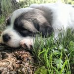 Great Pyrenees Puppies | Up North Pyrenees