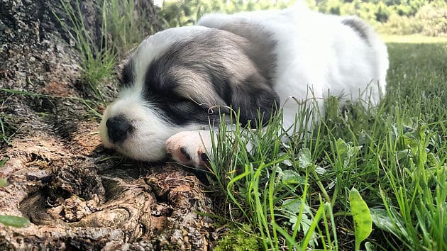 Great Pyrenees Puppies | Up North Pyrenees