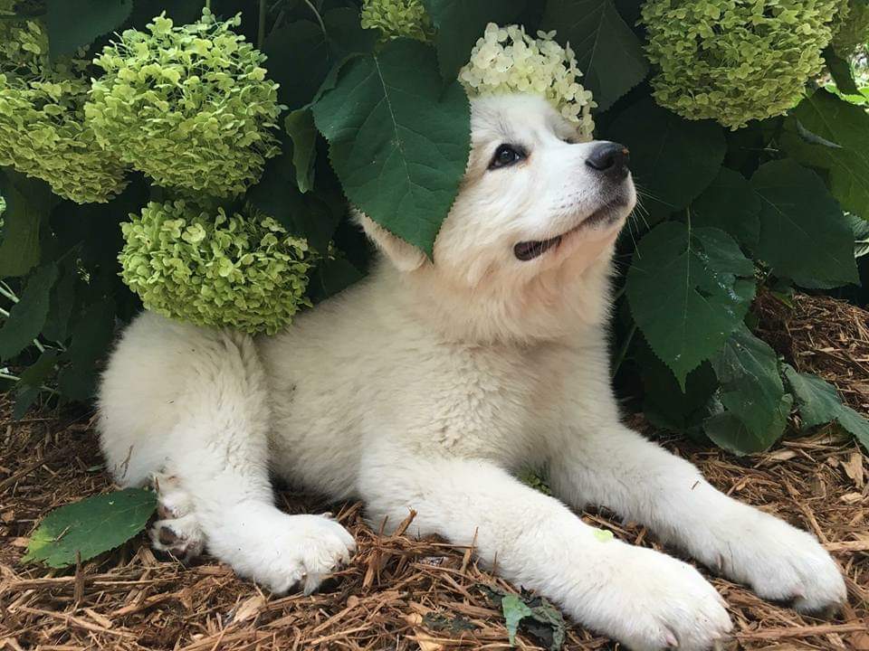 akc great pyrenees puppies