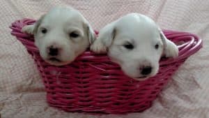 2 white female puppies out of heidi and quiero e1546899460156