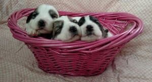 3 badger female puppies out of heidi and quiero e1546899357167