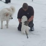 Great Pyrenees Puppy Training, affirmation, attention