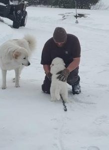 Great Pyrenees Puppy Training