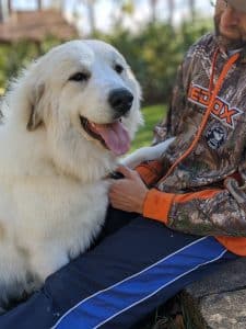 Clean Great Pyrenees