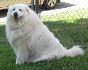 overweight great pyrenees
