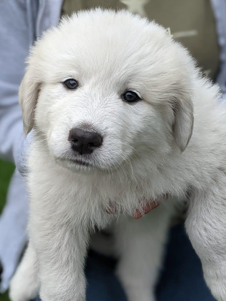 Great Pyrenees Puppies Minnesota | AKC Registerable