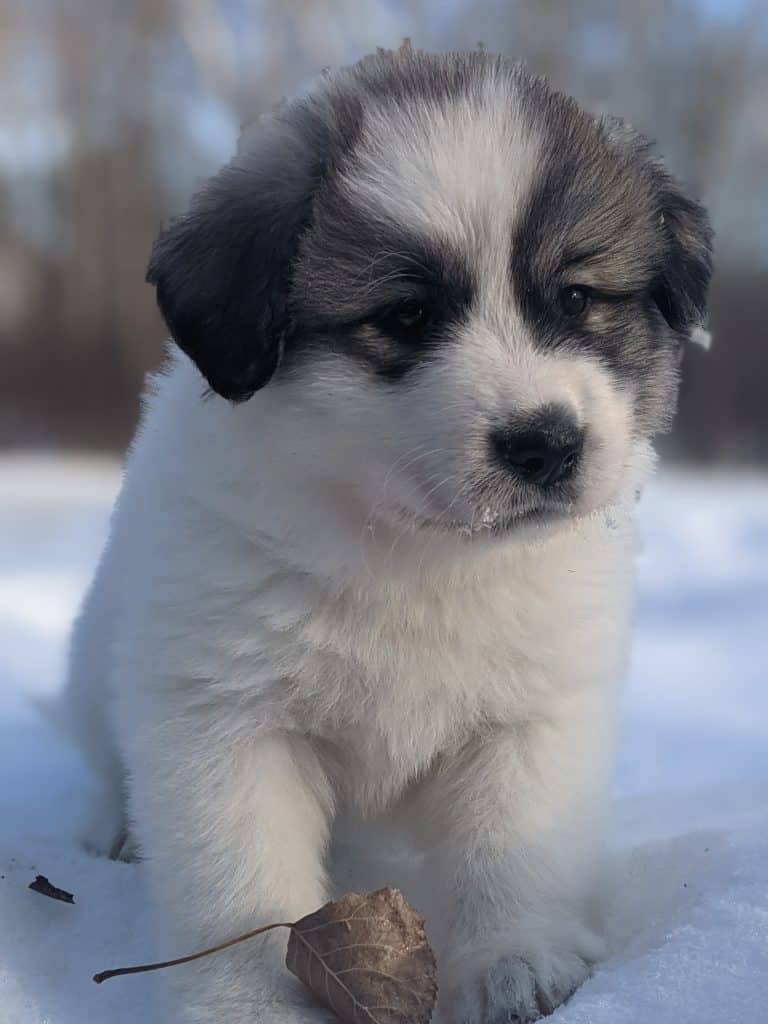 NuVet Plus What It Is & Why We It