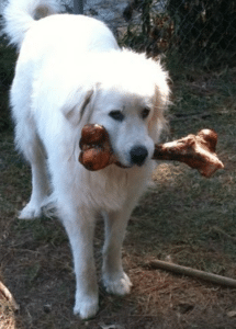 give the dog a bone