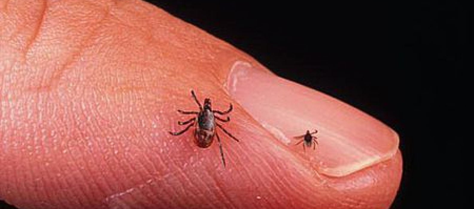 tick borne diseases