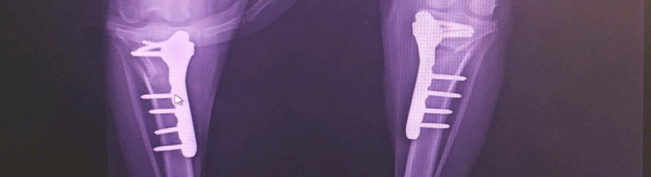 great pyrenees hip dysplasia